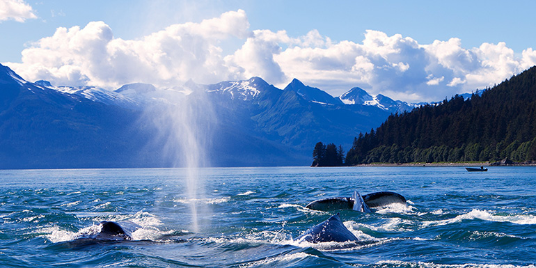 juneau-alaska-whales-770.jpg
